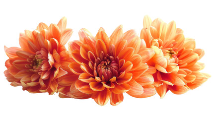 Orange chrysanthemum