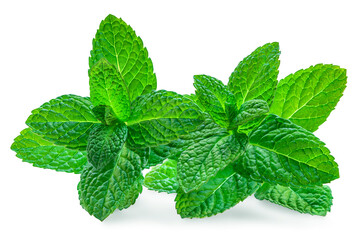  Fresh peppermint isolated on white background. Melissa or mint leaves close up