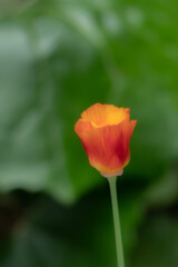 川縁に咲いていたハナビシソウ