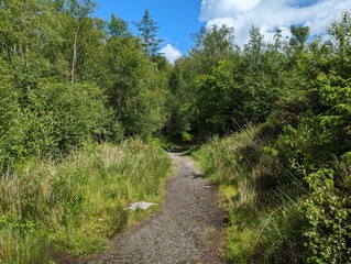 Scenic Forest Path Under Blue Sky with Fluffy Clouds