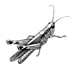 Grasshopper, locust, insect. Engraving vector illustration, hand drawn vector. Detailed solid image of a cricket, isolated on white background.