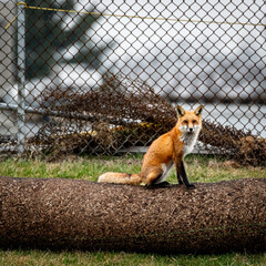 Red fox