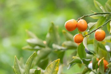 オレンジ色の柑橘の実