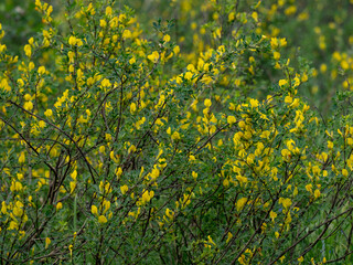 a field with wildflowers on a sunny summer day
