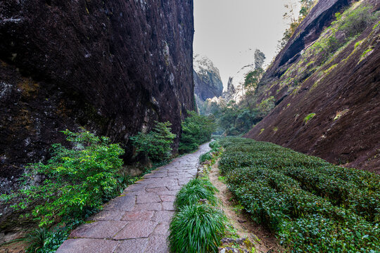 Tree plantations, Wuyi Mountains, UNESCO World Heritage Site, Fujian, China
