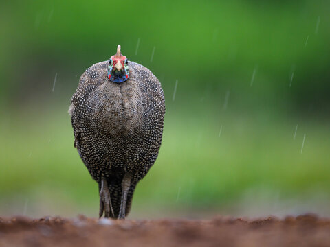 Helmeted Guinea Fowl in rain, South Africa