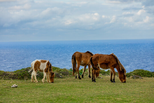 Wild ponies on Yonaguni Island, Yaeyama Islands, Japan