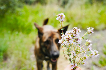 Bouquet of fresh thyme with dog behind.