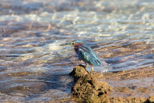 Green Heron (butorides virescens), Bermuda, North Atlantic