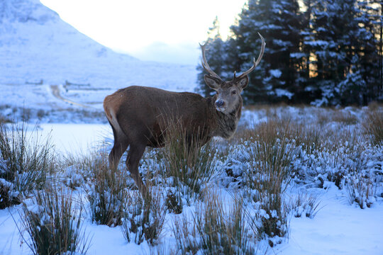 Stag, Rannoch Moor, Highland, Scotland