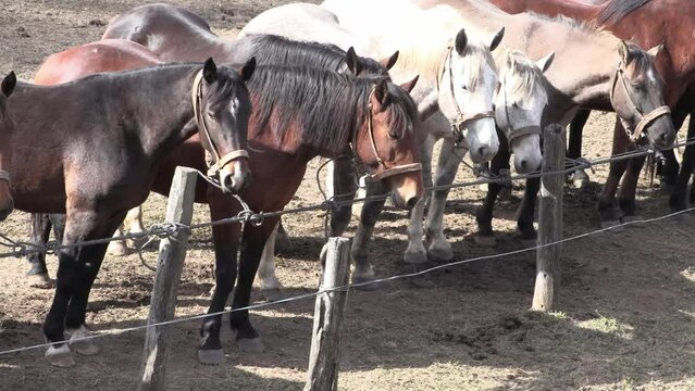 
Herd of horses tied in a row at the edge of the corral. Horses in motion. Restless horses. Gaucho horses for Argentine dressage riding. Horse ranch.