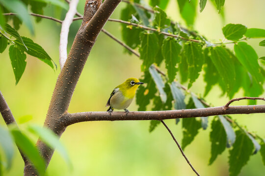 Warbling white-eye (Zosterops japonicus) (Japanese or Mountain white-eye), a small passerine bird with olive and yellow colouration, Gunung Lokon, Tomohon, North Sulawesi, Indonesia