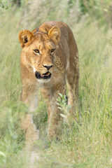 Lion (Panthera leo) in the green season. Lionesses walking around in the morning in the long green grass in the Okavango Delta in Botswana. 