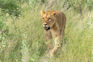 Lion (Panthera leo) in the green season. Lionesses walking around in the morning in the long green grass in the Okavango Delta in Botswana. 