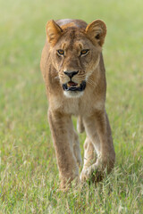 Lion (Panthera leo) in the green season. Lionesses walking around in the morning in the long green grass in the Okavango Delta in Botswana. 