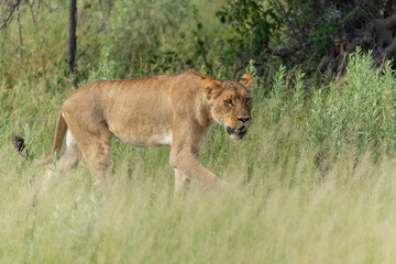 Lion (Panthera leo) in the green season. Lionesses walking around in the morning in the long green grass in the Okavango Delta in Botswana. 