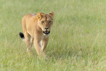 Lion (Panthera leo) in the green season. Lionesses walking around in the morning in the long green grass in the Okavango Delta in Botswana. 