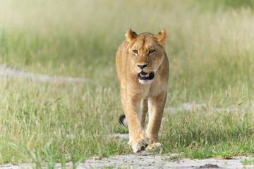 Lion (Panthera leo) in the green season. Lionesses walking around in the morning in the long green grass in the Okavango Delta in Botswana. 