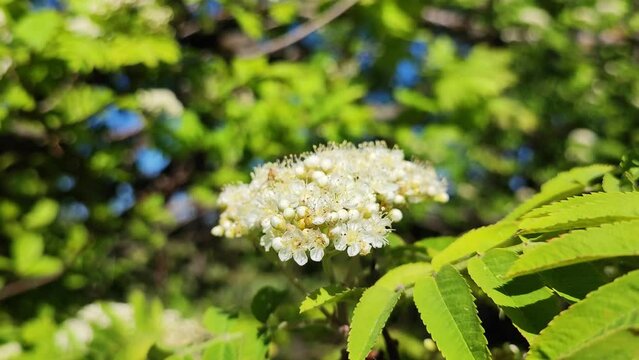 Blooming rowan sways in the wind