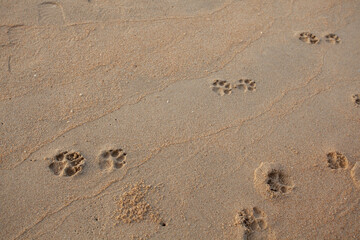Dog footprints on the sandy beach