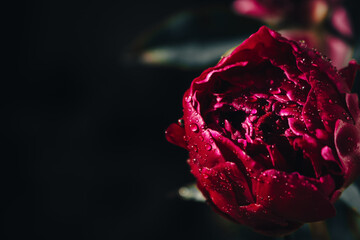 Red peony with rain drops on dark background. Wet maroon peony with water drops, close up. Blooming flower with dew. Floral pattern. Beauty in nature. Fresh flower in garden. © Nataliia