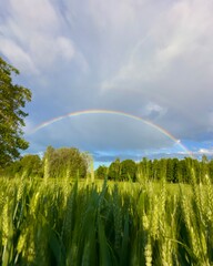 Naklejka premium Rainbow with Nature.