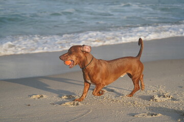 cute dog on the beach