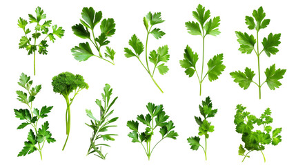 Mediterranean herbs and spice 