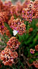 Mariposa posada sobre planta con flores silvestres