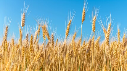 Fototapeta premium Golden wheat field with clear blue sky. Symbolic of agriculture, harvest, and rural beauty, suitable for environmental and farming themes.