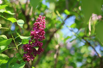 bushes of blooming lilac in city, beautiful purple flowering trees in park or in meadow. white, lilac and burgundy branches of trees with flowers, scent of flowers. decorations of botanical garden