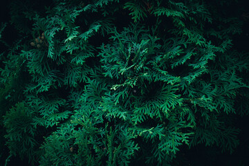 A close up of green Thuja tree branches