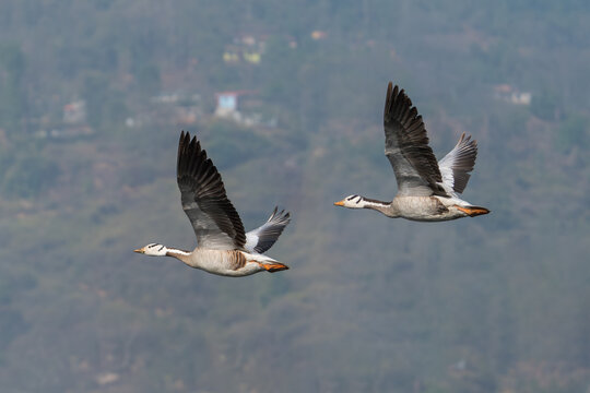 Bar-headed Goose is the world's highest-flying bird, known for the extreme altitudes it reaches when migrating across the Himalayas.