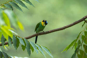 Long-tailed Broadbills (Psarisomus dalhousiae) are the cutest birds found in the Himalayas. They are often seen perching on tree branches in their natural habitat.