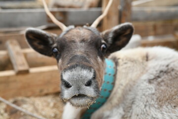 Fototapeta premium Photo of a gray reindeer on an animal farm, zoo. Deer antlers, hooves, fur close-up