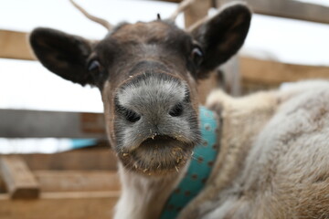 Photo of a gray reindeer on an animal farm, zoo. Deer antlers, hooves, fur close-up