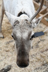 Photo of a gray reindeer on an animal farm, zoo. Deer antlers, hooves, fur close-up