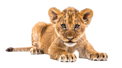 Obraz premium Lion cub animal