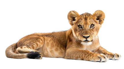 Fototapeta premium Lion cub animal