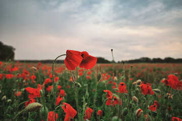 Mohn - Ecology - Beautiful summer day. Red poppy field. - Flowers Red poppies blossom on wild...