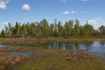 Obraz premium European swamps on a sunny summer day