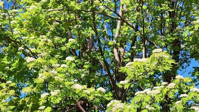 blooming rowan against the sky