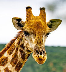 Close-up head shot of a giraffe © Robert McCullough 