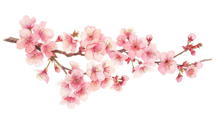 Obraz premium Tree branch flower, japanese sakura