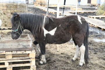 Photo of a little pony on an animal farm, a horse in the zoo.