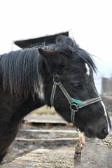 Fototapeta premium Photo of a little pony on an animal farm, a horse in the zoo.