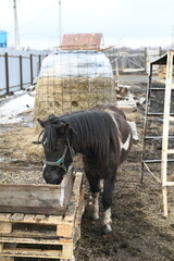 Photo of a little pony on an animal farm, a horse in the zoo.