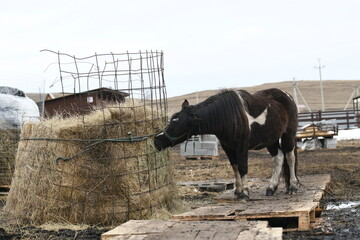 Photo of a little pony on an animal farm, a horse in the zoo.