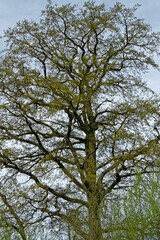 Arbre en bourgeons au printemps dans le Pas-de-Calais. France