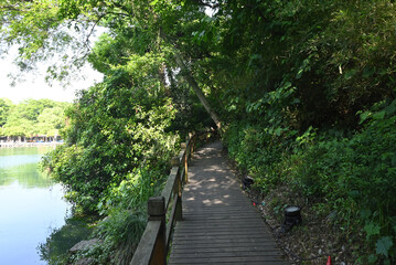 Obraz premium path on the edge of pond under the shadow of green trees in sunny day